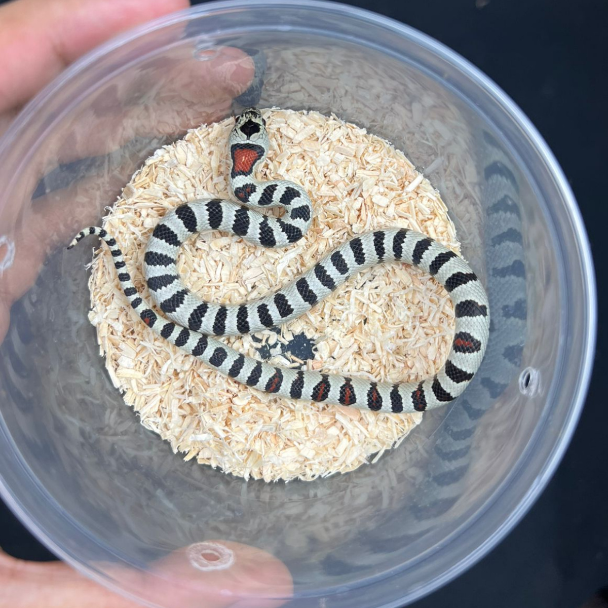 King Snake - Morph Mexican Greeri Light - Baby - Female